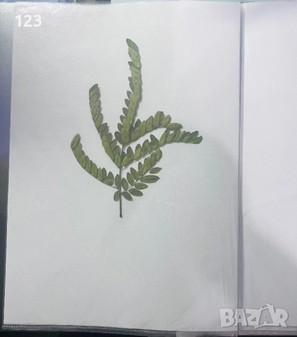 Хербарии по Биология, снимка 5 - Ученически пособия, канцеларски материали - 52644053