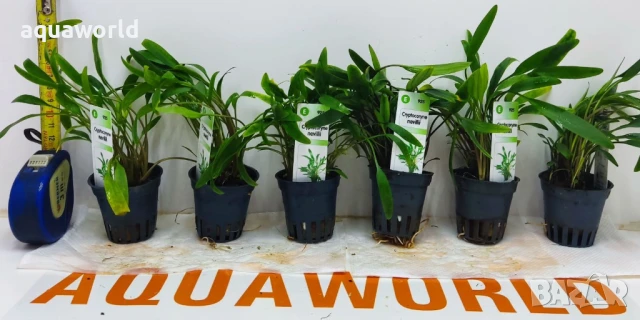 "ПРОМОЦИЯ" Cryptocoryne x willissii nevellii /Криптокорина/