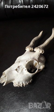 Ловен  трофей, снимка 1