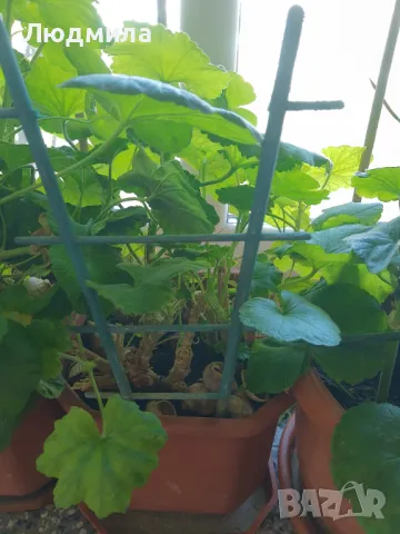 Мушкато,дърво на живота,Шефлера  и др.растения готови за декорация и подарък, снимка 13 - Декорация за дома - 48567968