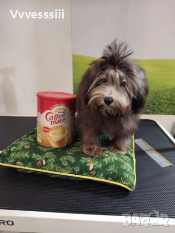 Малтипу (болонка+ТОЙ пудел), снимка 4 - Болонка - 52864698