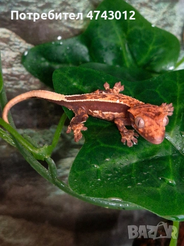 Ресничест бананояден гекон (Rhacodactylus ciliatus)
