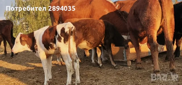 телета бозайници, отбити, за клане , снимка 2 - Крави - 56158184