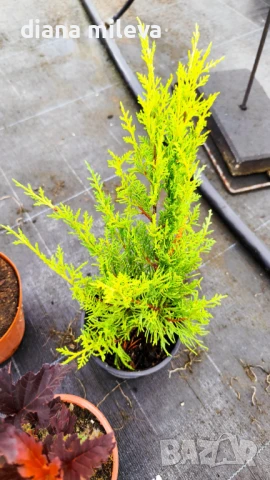 Промо пакет от 5 бр студоустойчиви растения!, снимка 9 - Градински цветя и растения - 51230092