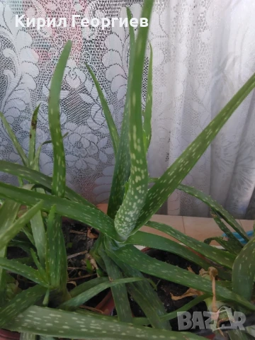 Продавам Алое Барбаденсис и Алое Арборесценс , снимка 5 - Стайни растения - 19500367