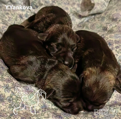 Мини шнауцер сол/пипер,чистокръвни,родителите с ген.тестове , снимка 2 - Други - 52007489