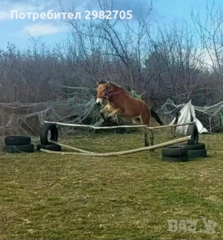 Продажба на кон 2 г, снимка 8 - Коне - 53844214