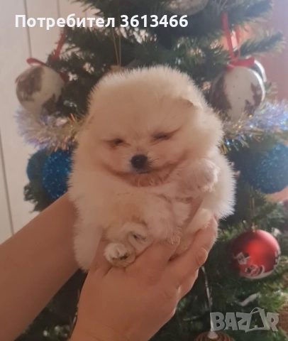 Мини мъжки померан , снимка 3 - Померан - 52935584