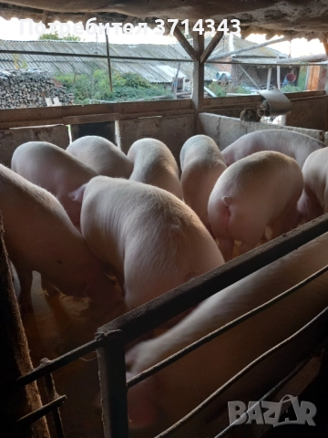 Продавам прасета, снимка 2 - Прасета - 52392473