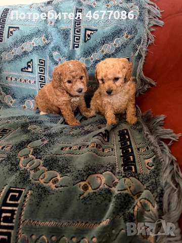 Той пудел момче и момиченце, снимка 2 - Пудели - 53731253