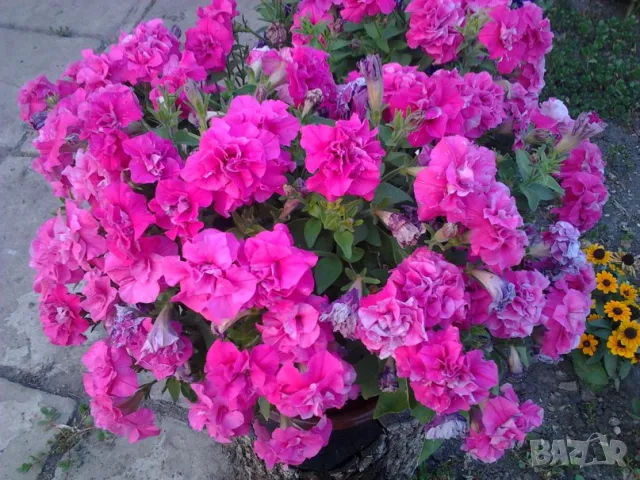 ТОРФ ФИБРИ -Руското Чудо екстракт от торф обогатен с микро елементи.. Съдържа важни растителни храни, снимка 4 - Тор и почвени смеси - 50429985