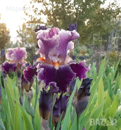 Сортови вискоки ириси /брадати ириси/обикновенни ириси, снимка 8 - Градински цветя и растения - 50578301