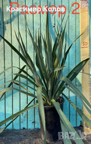 Юка рекурвифолиа, Yucca recurvifolia, декоративни растения, сухоустойчиви, студоустойчиви, снимка 7 - Градински цветя и растения - 53860160
