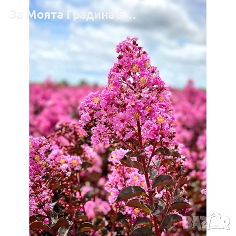 Лагерстремия - Индиански Люлак , снимка 8 - Градински цветя и растения - 53635871