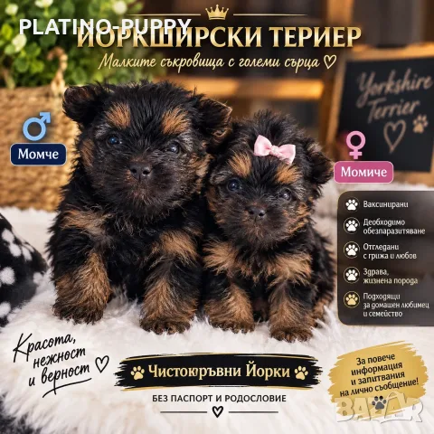 Йоркширски териер