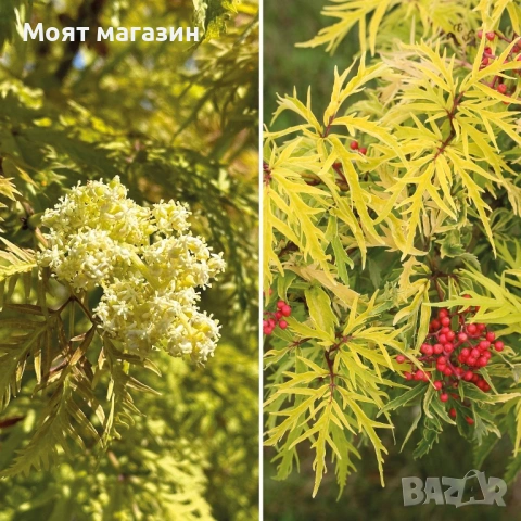 Червен Бъз - Декоративен храст с лимонена украса, снимка 4 - Градински цветя и растения - 53649993