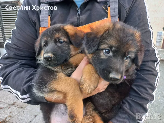 чистопородна немска овчарка, снимка 4 - Немска овчарка - 56353025