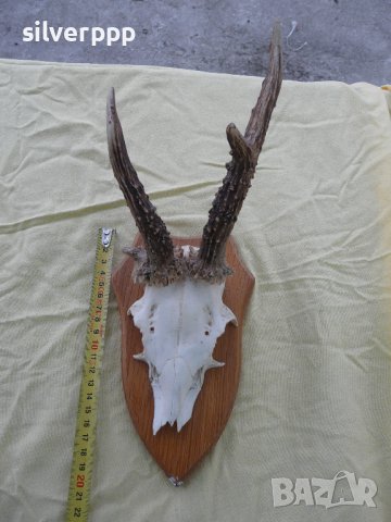  Стар немски сръндаков трофей - 18 