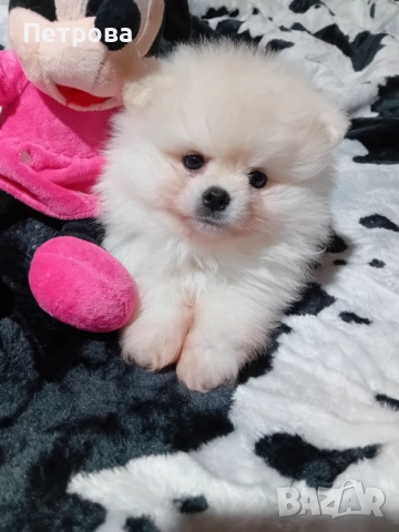 померан мини