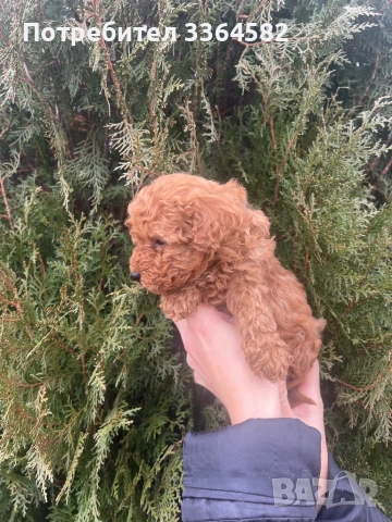 Мини пусел, снимка 14 - Пудели - 53276952