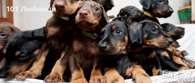 Добермани с родословие, снимка 13 - Доберман - 47454858