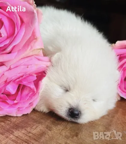 🤍 Бяло померанче – ваксинирано, с паспорт, снимка 4 - Померан - 56126900