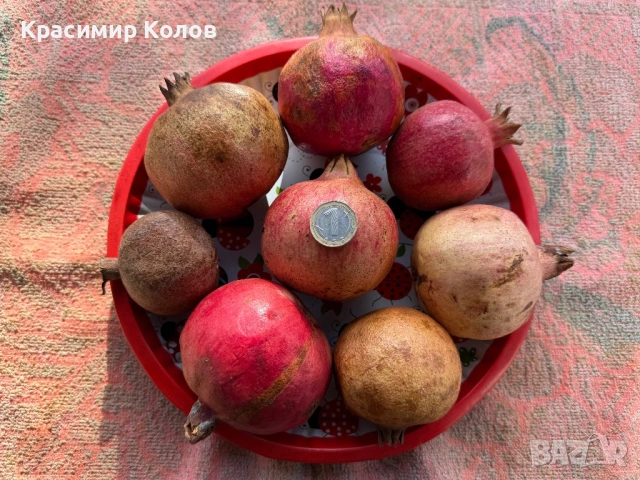 Нарове – селекция от много сортове с различни характеристики ,растения, дръвчета, снимка 10 - Градински цветя и растения - 52516852