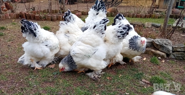 Яйца от колумбийска брама, снимка 7 - други­ - 53701995