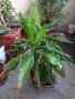 Драцена маргината и Драцена фрагранс, снимка 7