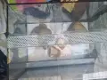 продавам терариум с декорация към него., снимка 2
