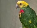 Разнообразие на папагалите амазона, снимка 2