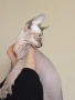 Котенца Канадски Сфинкс, снимка 4