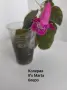 Сортови колерии,еписция и др., снимка 5