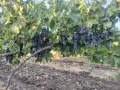 Продавам грозде Мерло , снимка 2