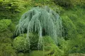 Плачещ атласки кедър , снимка 1