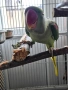 папагал голям Александър , снимка 3
