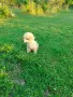 Малтипу/Maltipoo , снимка 5