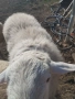 Продавам овен на година и половина, снимка 4