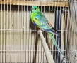Продавам Пойни Папагали , снимка 6