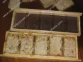 пчелни пластмасови основи за директна реализация и консумация на чист пчелен мед и восък, снимка 3