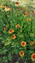Продавам цветя Гайлардия - разсад (корен с издънки и стъбло), снимка 9
