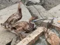 индийски бегачи чифтове, снимка 5