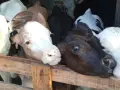 бозайници 6 бройки , снимка 4