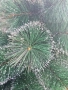 Коледна елха с бели заскрежени връхчета., снимка 4