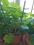 Мушкато,дърво на живота,Шефлера  и др.растения готови за декорация и подарък, снимка 13