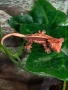 Ресничест бананояден гекон (Rhacodactylus ciliatus), снимка 1