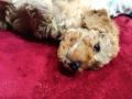 Чистокръвни Пудели , снимка 6