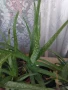 Продавам Алое Барбаденсис и Алое Арборесценс , снимка 5