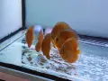Дискуси млади риби. , снимка 5