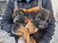 чистопородна немска овчарка, снимка 4